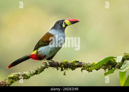 Toucan de montagne gris Banque D'Images