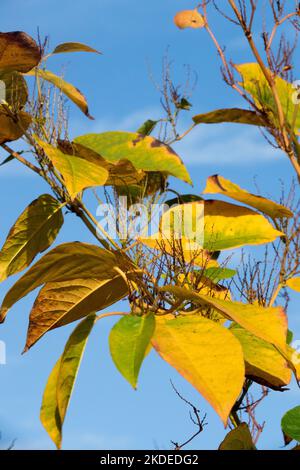 Automne, Fallopia japonica, Knotweed japonais, plante, feuilles, Tige Banque D'Images