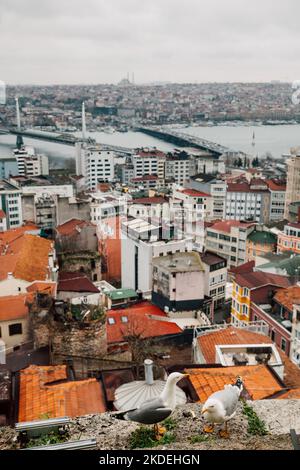 Vue sur la vieille ville d'Istanbul depuis la tour de Galata avec des mouettes au premier plan, Istanbul Banque D'Images