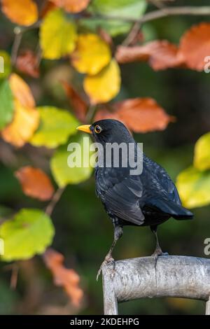 blackbird mâle (Turdus merula, Common blackbird) perché sur une poignée de fourche de jardin en bois, Angleterre, Royaume-Uni, en novembre avec des feuilles d'automne colorées Banque D'Images