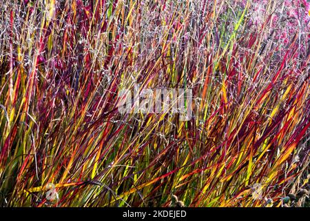 Attrayant, automne, herbe, Panicum virgatum 'Red Metal', automne, couleur, cultivar, Panicum virgatum, Commutateur herbe Banque D'Images