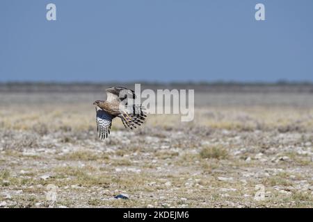 Perfaucon de chants pâles (Melierax canorus), immature, en vol, décollage, parc national d'Etosha, Namibie, Afrique Banque D'Images