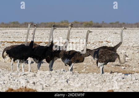 Autruches sud-africaines (Struthio camelus australis), troupeau, rassemblement d'autruches mâles et femelles adultes au trou d'eau, Parc national d'Etosha, Namibie, Banque D'Images