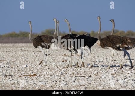 Autruches sud-africaines (Struthio camelus australis), randonnée de troupeau, autruches mâles et femelles adultes quittant le trou d'eau, Parc national d'Etosha, Namibie, Banque D'Images