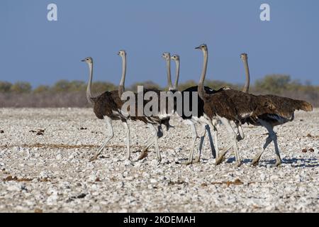 Autruches sud-africaines (Struthio camelus australis), randonnée de troupeau, autruches mâles et femelles adultes quittant le trou d'eau, Parc national d'Etosha, Namibie, Banque D'Images