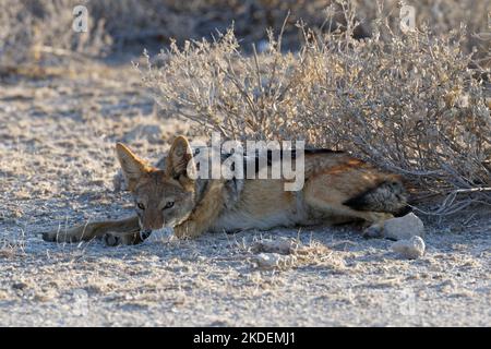 Chacal à dos noir (Canis mesomelas), homme au repos, allongé à l'ombre du soleil couchant, Parc national d'Etosha, Namibie, Afrique Banque D'Images