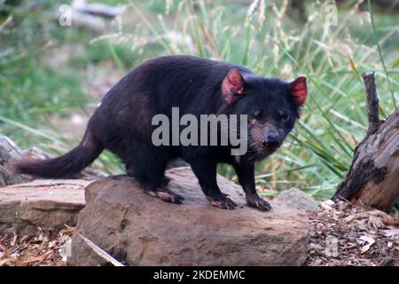 Gros plan sur le diable de Tasmanie, Tasmanie, Australie Banque D'Images