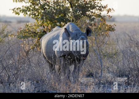 Rhinocéros noirs (Diceros bicornis) avec cornes sciées, mesure anti-braconnage, recherche de nourriture pour adultes, Parc national d'Etosha, Namibie, Afrique Banque D'Images