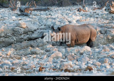 Rhinocéros noirs (Diceros bicornis) avec cornes sciées, mesure anti-braconnage, adulte au trou d'eau, alerte, lumière du soir, Etosha NP, Namibie, Afrique Banque D'Images