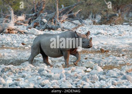 Rhinocéros noir (Diceros bicornis) avec cornes sciées, mesure anti-braconnage, marche adulte, flou de mouvement, lumière du soir, Etosha NP, Namibie, Afrique Banque D'Images
