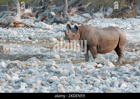 Rhinocéros noirs (Diceros bicornis) avec cornes sciées, mesure anti-braconnage, adulte au trou d'eau, alerte, lumière du soir, Etosha NP, Namibie, Afrique Banque D'Images