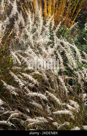 Fontaine d'Orient, Pennisetum orientale 'SunTails' Banque D'Images