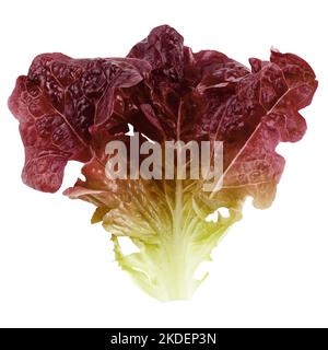 Feuille de laitue de chêne rouge, salade, isolée sur fond blanc, chemin d'écrêtage, pleine profondeur de champ Banque D'Images