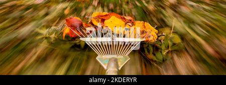 Râtelage des feuilles tombées dans le jardin.Râteau en mouvement car il fait glisser des feuilles d'automne colorées sur l'herbe d'une cour.Bannière de jardinage d'automne. Banque D'Images