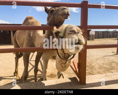 Gros plan portrait de chameaux. Curieux bête posant pour une photo. Banque D'Images