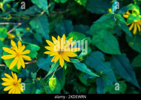 Fleurs d'artichaut de Jérusalem. Fleurs jaunes fleuries dans la prairie. Mouche assise sur une fleur. Banque D'Images