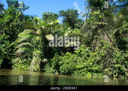 Transport fluvial dans la forêt équatoriale amazonienne équatorienne photographiée dans la réserve de Cuyabeno en Équateur Banque D'Images