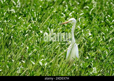 Le grand Egret de l'est recherche dans la végétation des terres humides. Banque D'Images