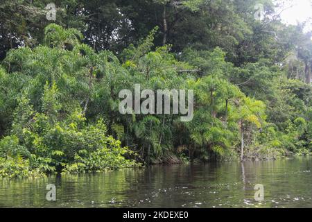 Transport fluvial dans la forêt équatoriale amazonienne équatorienne photographiée dans la réserve de Cuyabeno en Équateur Banque D'Images