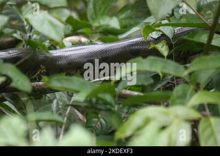 Une anaconda verte sauvage (Eunectes murinus) la plus grande espèce de serpent au monde au repos dans la réserve naturelle de Cuyabeno dans l'Amazonie équatorienne. L'Ana verte Banque D'Images