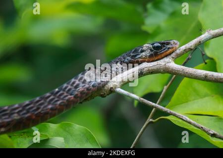 Une anaconda verte sauvage (Eunectes murinus) la plus grande espèce de serpent au monde au repos dans la réserve naturelle de Cuyabeno dans l'Amazonie équatorienne. L'Ana verte Banque D'Images