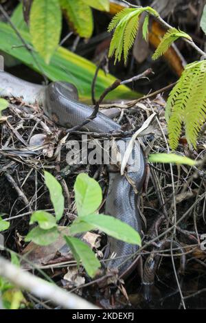 Une anaconda verte sauvage (Eunectes murinus) la plus grande espèce de serpent au monde au repos dans la réserve naturelle de Cuyabeno dans l'Amazonie équatorienne. L'Ana verte Banque D'Images