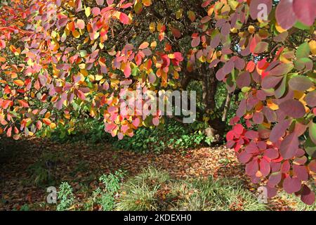 Les couleurs d'automne du Cotinus coggygria, ou arbre fumé. Banque D'Images