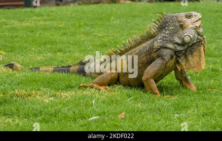 Close up of a green iguana (Iguana iguana) d'épines et de Fanon photographié en Equateur Banque D'Images