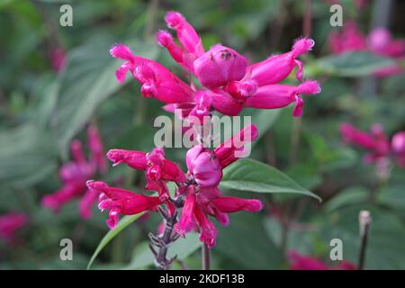 Salvia splendens Mulberry Jam en fleur. Banque D'Images