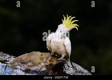 Magnifique Cockatoo à crasse de soufre, installé sur une corniche. Banque D'Images