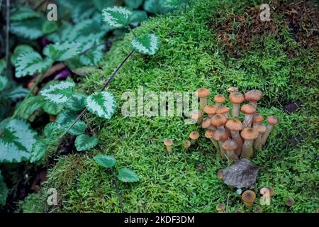 De petits beaux champignons poussent sur de la mousse verte Banque D'Images