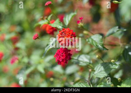 Lantana camara rouge (lantana commune) fleurs croissant à Da Lat Vietnam Banque D'Images