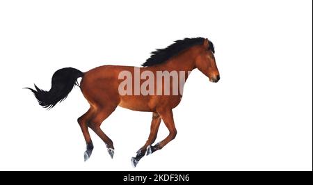 courses de chevaux isolées sur fond blanc Banque D'Images