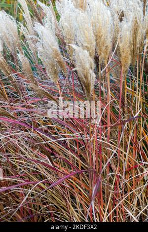 Rouge, herbe de porc-épic, Miscanthus sinensis, Hardy, herbe de jeune fille, Décoration, jardin, herbe, touffes ornementales de Miscanthus sinensis 'Red Chief' automne Banque D'Images