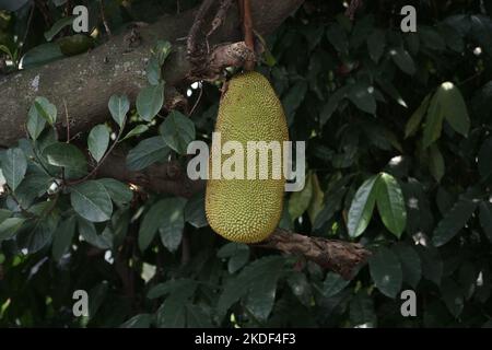 Jackfruit suspendu sur arbre de jackfruit.Artocarpus heterophyllus Banque D'Images