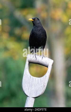 blackbird mâle (Turdus merula, Common blackbird) perché sur une poignée de fourche de jardin en bois, Angleterre, Royaume-Uni, pendant l'automne ou novembre Banque D'Images