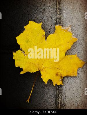 érable jaune flétrit la feuille en automne sur la chaussée en automne. macro. une photo Banque D'Images