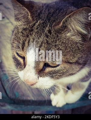 muzzle d'un chat triste sans-abri. gros plan. une photo. portrait. vertical. Banque D'Images