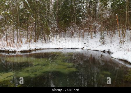 Sources bleues de Saula (sinialikad en estonien) en hiver enneigé Banque D'Images