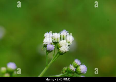 Macro shot Bandotan (Ageratum conyzoides) est un type de mauvaises herbes agricoles appartenant à la tribu des Asteraceae. Utilisé contre la dysenterie et la diarrhée Banque D'Images