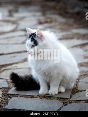 Chat femelle blanc avec queue noire, chat posant pour une photo Banque D'Images