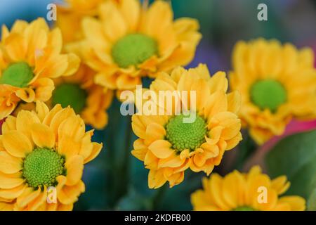 Chrysanthèmes jaunes fleurs fond. Bouquet d'automne. Banque D'Images