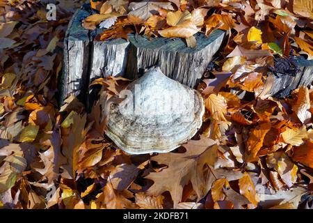 Fomes fomentarius, birches, Brandebourg, Allemagne Banque D'Images