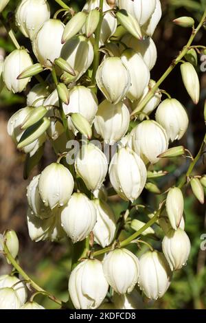 Gros plan de fleurs blanches de la nageoire espagnole variégée Yucca gloriosa 'Variegata' dans un jardin hollandais. Septembre, été Banque D'Images