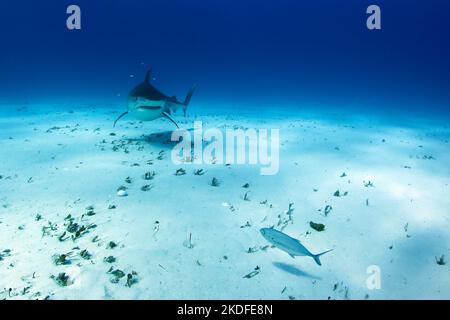 Le requin tigre (Galeocerdo cuvier) s'approche par-dessus le fond de sable. Tiger Beach, Bahamas Banque D'Images