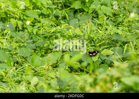 Un papillon perché sur l'herbe verte fraîche un matin ensoleillé, le pré est un endroit pour divers petits animaux à se déplacer Banque D'Images