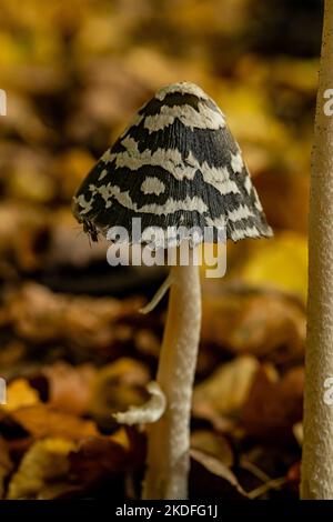 Gros plan sur de magnifiques petits champignons dans la forêt d'automne Banque D'Images