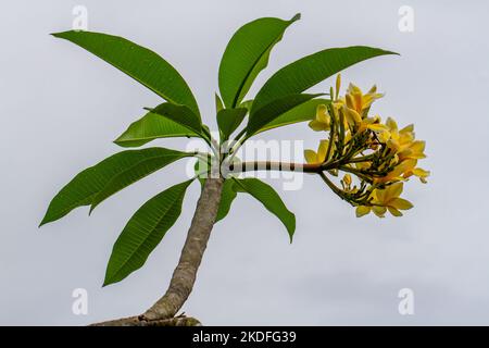 Une fleur frangipani jaune avec des fleurs vertes fraîches, isolée sur un ciel bleu-blanc clair Banque D'Images