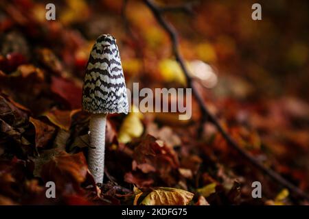 Petit champignon sur fond de feuilles tombées dans la forêt d'automne Banque D'Images