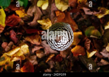 Petit champignon sur fond de feuilles tombées dans la forêt d'automne Banque D'Images